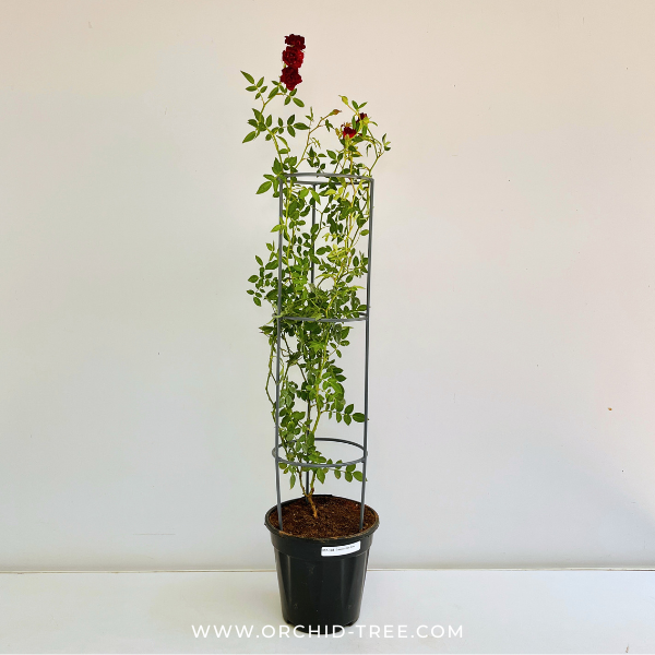 Creeper Red Rose With Trellis - Buy Orchids Plants Online by Orchid-Tree.com