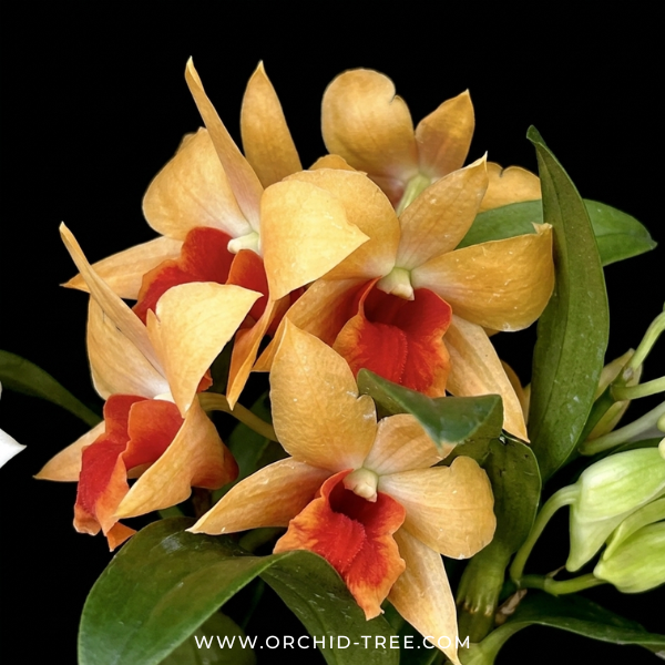 Dendrobium Sophia Ang Orchid Plant - BS
