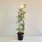Creeper White Rose Plant With Trellis