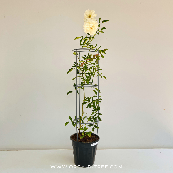 Creeper White Rose Plant With Trellis