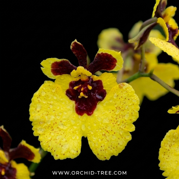 Tolumnia Pack of 2 Orchid Plants - BS
