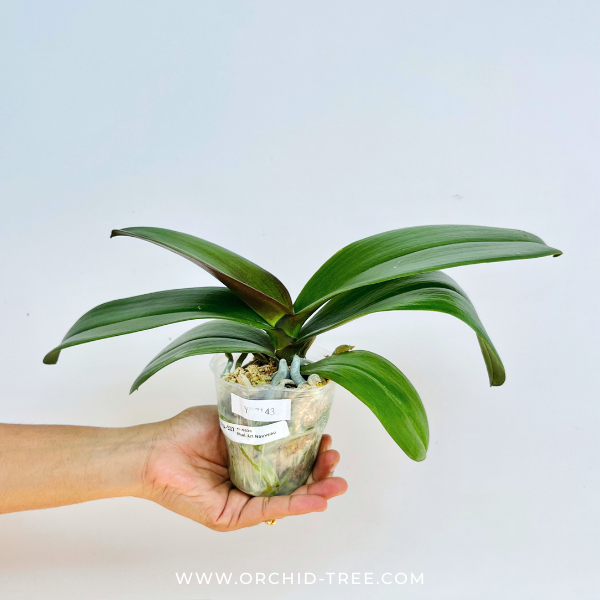 Phalaenopsis Art Nouveau Orchid Plant - BS