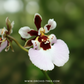 Tolumnia Jairak Flyer 'Pastel Pink' Orchid Plant - BS (Miniature)