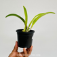 Cattleya (Rlc.) Hsinying Sunbeam 'Juliets' Orchid Plant -  BS