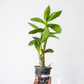 Dendrobium Caesar Blue Orchid Plant - FF