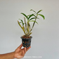 Dendrobium thyrsiflorum sp. Orchid plant - BS