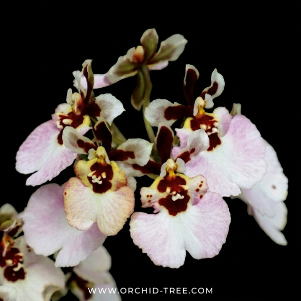 Tolumnia Pack of 2 Orchid Plants - BS