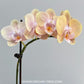 Phalaenopsis Younghome Wallet - FF (Open Flowers)