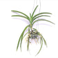 Vanda Pure's Wax Blue Orchid Plant - BS