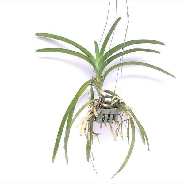Vanda Pure's Wax Blue Orchid Plant - BS