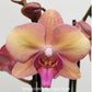 Phalaenopsis OX Wedding Dress Orchid Plant - FF