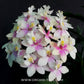 Epidendrium Max Valley Sakura Orchid Plant - MS - Buy Orchids Plants Online by Orchid-Tree.com