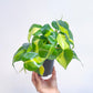 Philodendron Brasil Small Pot - Buy Orchids Plants Online by Orchid-Tree.com