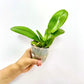 Phalaenopsis Ark's Kaiulani - FF