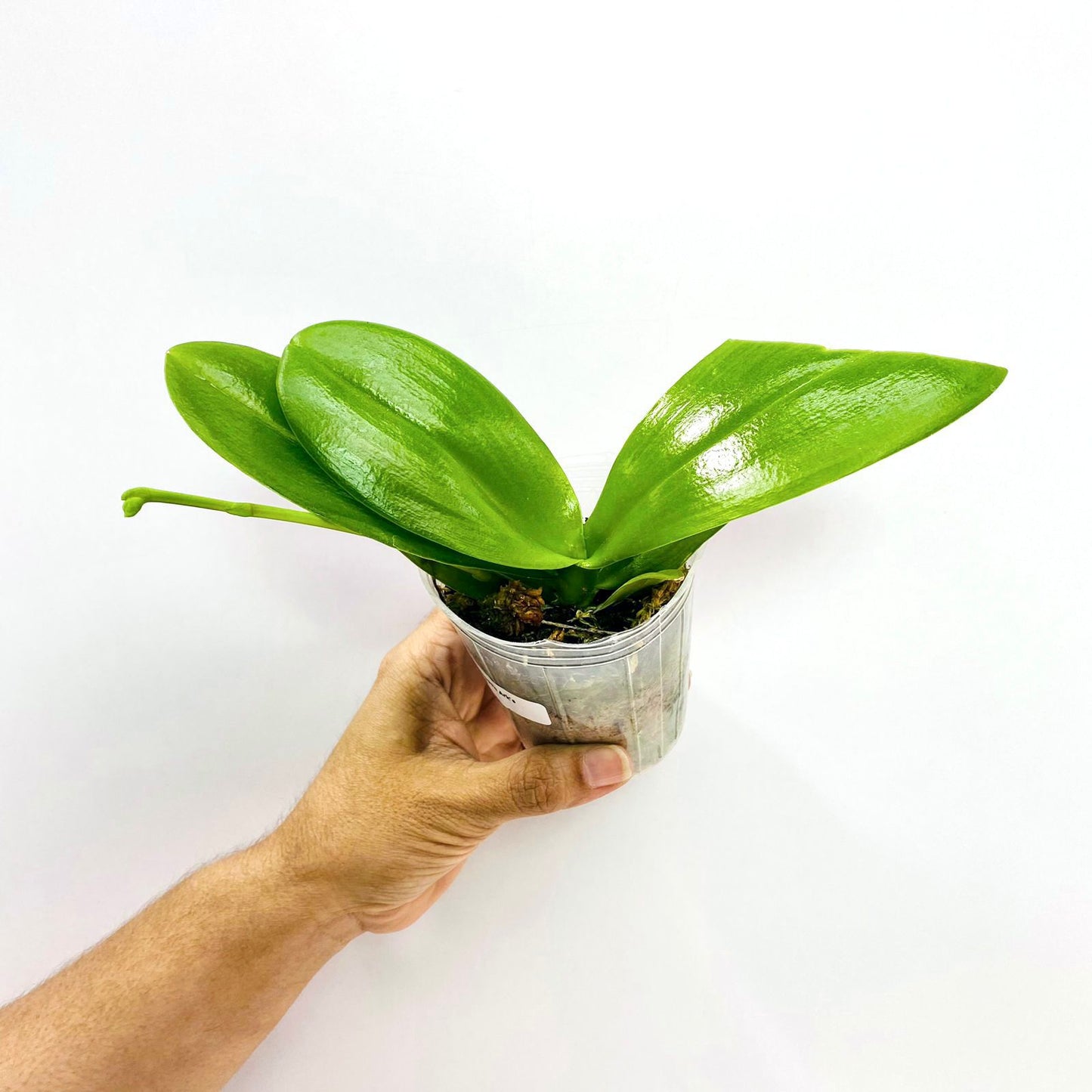 Phalaenopsis Ark's Kaiulani - FF