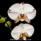 Phalaenopsis Princess White Orchid Plant - FF