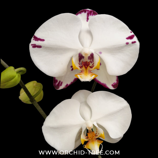 Phalaenopsis Princess White Orchid Plant - FF