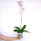 Phalaenopsis Wineberry Orchid Plant - FF