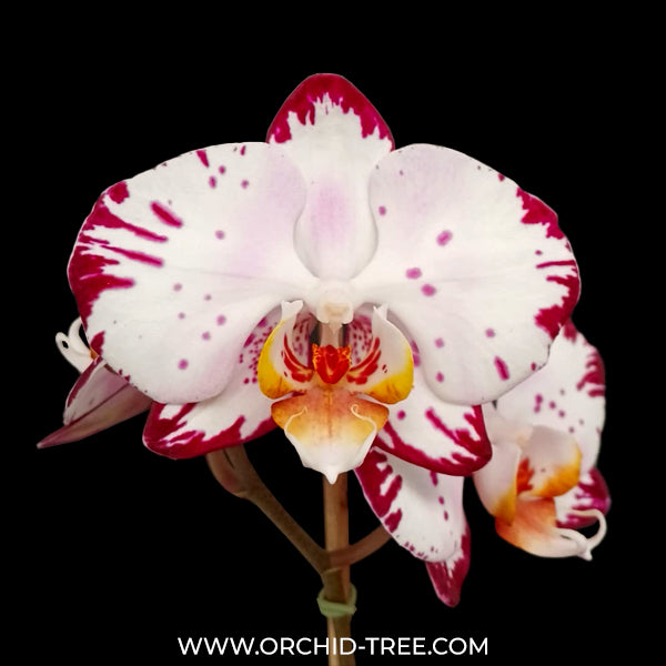 Phalaenopsis Minsk Orchid Plant - FF