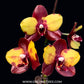 Phalaenopsis Yaphon Black Swan - FF