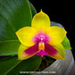 Phalaenopsis Yaphon Yellow Queen - FF