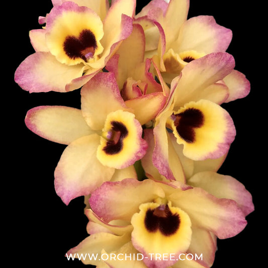 Dendrobium Yasuka Sugiyama Parade Orchid Plant - BS