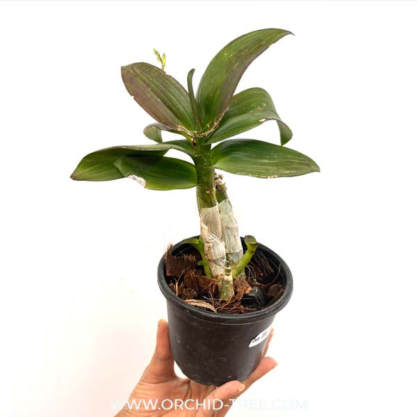 Dendrobium Yaya Compactum (Mini) Orchid Plants - FF