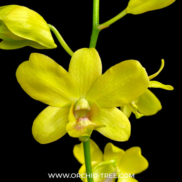 Dendrobium Yellow 50 - BS