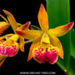 Cattleya (Bc.) Yellow Bird x Loog Tone - BS