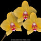 Phalaenopsis Yellow Fever Orchid Plant - FF - Buy Orchids Plants Online by Orchid-Tree.com