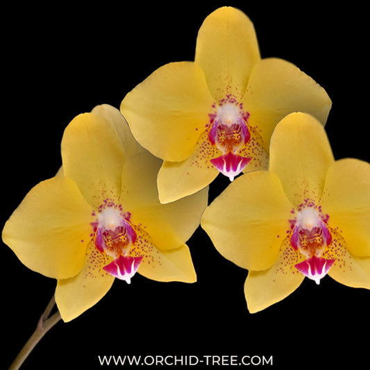 Phalaenopsis Yellow Fever Orchid Plant - FF - Buy Orchids Plants Online by Orchid-Tree.com