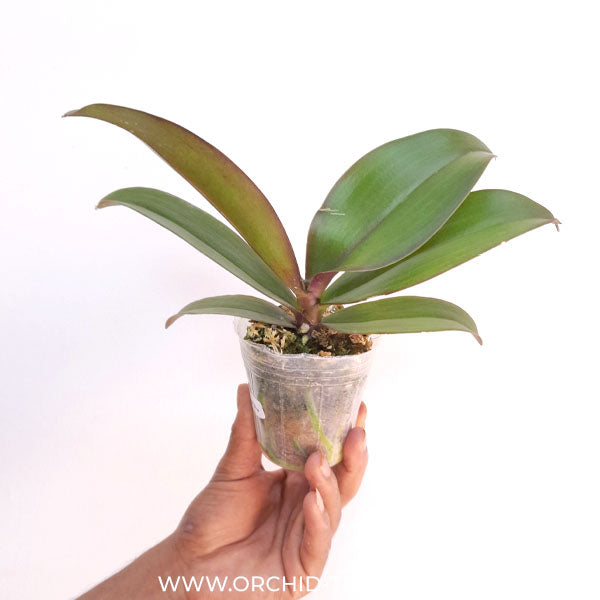 Phalaenopsis OX Yellow Freed Orchid Plant - FF