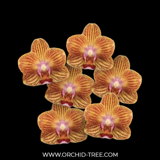 Phalaenopsis Yellow Knight Orchid Plant - FF
