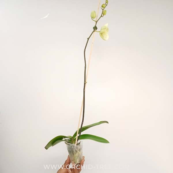 Phalaenopsis Yellow Focus Orchid Plant - FF - Buy Orchids Plants Online by Orchid-Tree.com