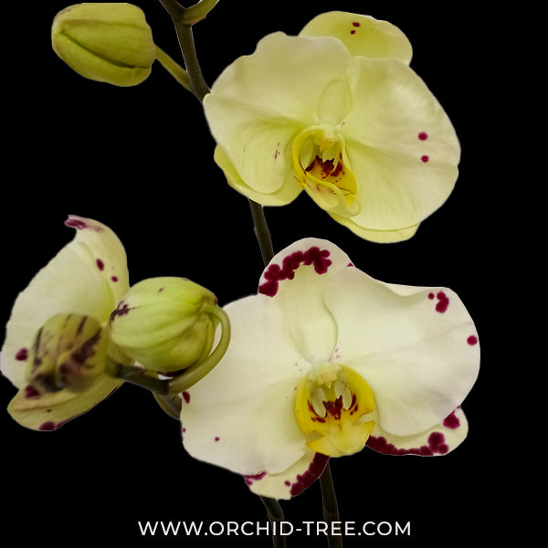 Phalaenopsis Yellow Focus Orchid Plant - FF - Buy Orchids Plants Online by Orchid-Tree.com