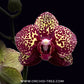 Phalaenopsis I-Hsin Yellow Leopard Orchid Plant - MS