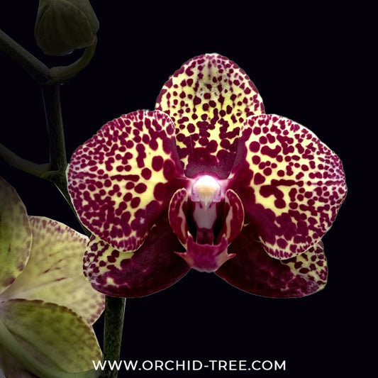 Phalaenopsis I-Hsin Yellow Leopard Orchid Plant - MS