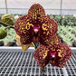 Phalaenopsis I-Hsin Yellow Leopard Orchid Plant - MS