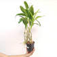 Dendrobium Yellow Pink Lip Orchid Plant - FF