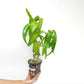 Dendrobium Yellow Rabbit RYU Orchid Plant - BS