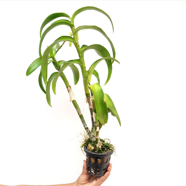 Dendrobium Yellow Rabbit RYU Orchid Plant - FF