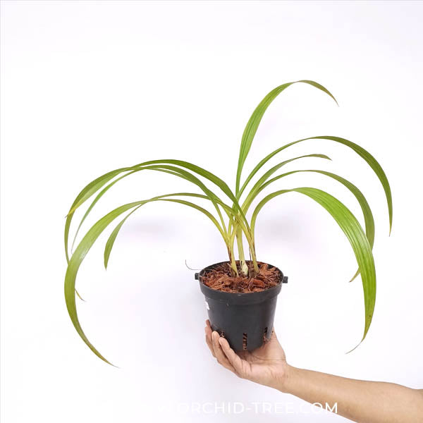 Spathoglottis Yellow Star Orchid Plant - BS