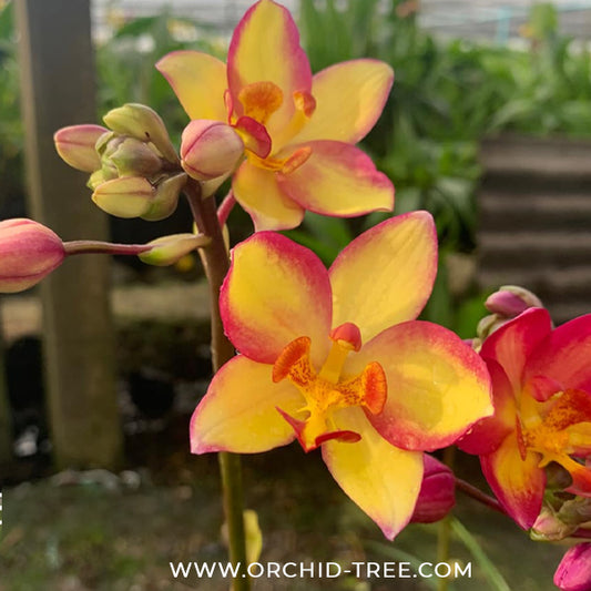 Spathoglottis Yellow Star Orchid Plant - BS