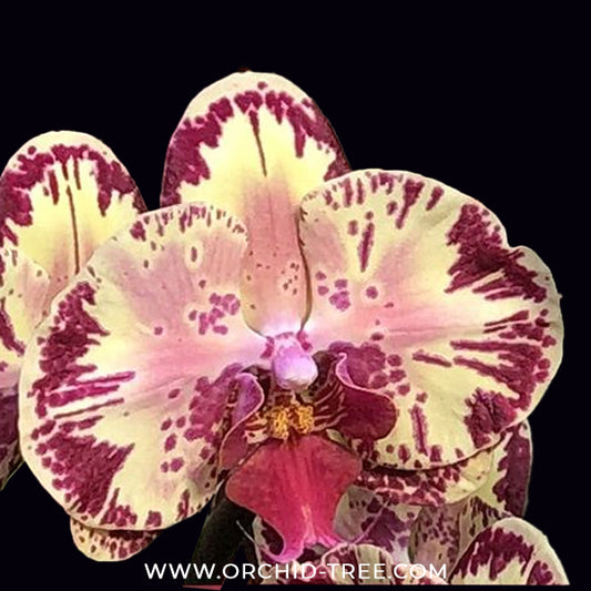 Phalaenopsis Yi-Shing '278' Orchid Plant - FF