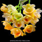 Dendrobium ypsilon sp. - BS