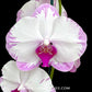 Phalaenopsis Shu Long Sweety Orchid Plant - FF
