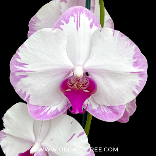 Phalaenopsis Shu Long Sweety Orchid Plant - FF