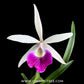 Cattleya (Bc.) Yuan Nan Star War Orchid Plant - BS - Buy Orchids Plants Online by Orchid-Tree.com