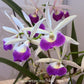 Cattleya (Bc.) Yuan Nan Star War Orchid Plant - BS - Buy Orchids Plants Online by Orchid-Tree.com