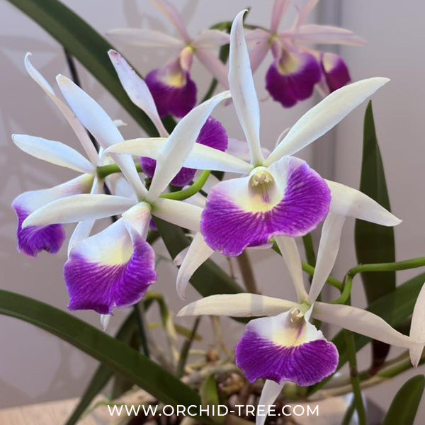 Cattleya (Bc.) Yuan Nan Star War Orchid Plant - BS - Buy Orchids Plants Online by Orchid-Tree.com